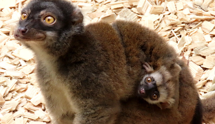 Zázrak v Olomoucké zoo: Přivítána dvě nová mláďata lemurů běločelých