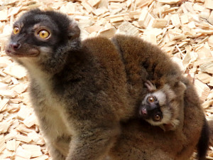 Zázrak v Olomoucké zoo: Přivítána dvě nová mláďata lemurů běločelých