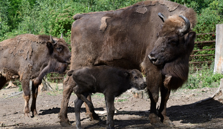 Olomoucká zoo přivítala zubří mládě