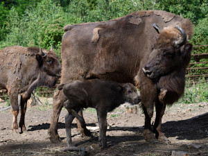 Olomoucká zoo přivítala zubří mládě