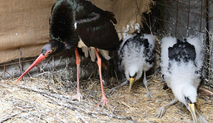 Šest různých druhů vzácných ptáků se podařilo letos odchovat v Olomoucké Zoo. Jsou mezi nimi ohrožené sovy i čáp černý