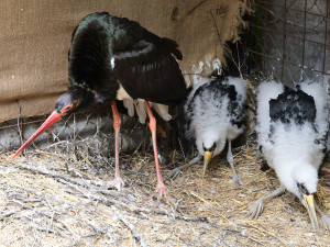 Šest různých druhů vzácných ptáků se podařilo letos odchovat v Olomoucké Zoo. Jsou mezi nimi ohrožené sovy i čáp černý