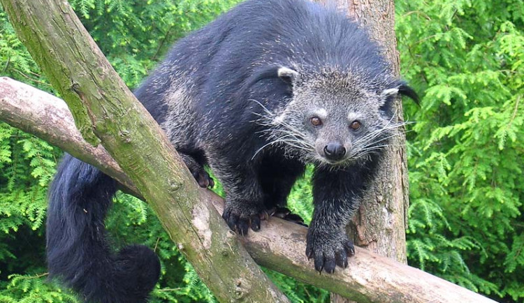 Olomoucká zoo přivítala vzácné mládě binturonga