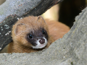 V Zoo Olomouc opět k vidění kolonoky, dlouho očekávaný návrat druhu