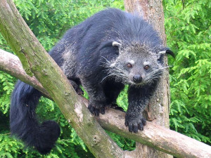 Olomoucká zoo přivítala vzácné mládě binturonga