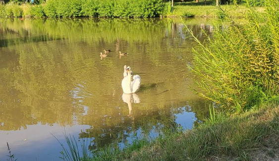 V parku v Prostějově pes naháněl labutě. Police zde našla dvě uhynulá mláďata