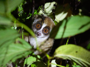 KUKANG TOUR: Fascinující putování do světa outloňů v Zoo Olomouc