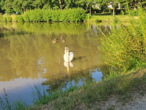 V parku v Prostějově pes naháněl labutě. Police zde našla dvě uhynulá mláďata