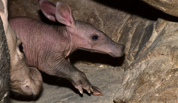 Hrabáč kapský je novým vzácným přírůstkem v Olomoucké zoo