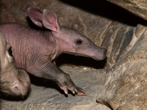 Hrabáč kapský je novým vzácným přírůstkem v Olomoucké zoo