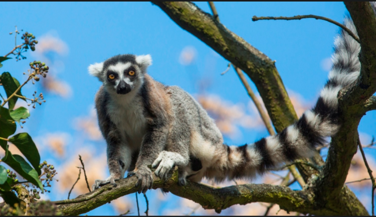 Už jste viděli mláďata lemurů kata v Olomoucké zoo?