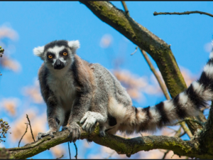 Už jste viděli mláďata lemurů kata v Olomoucké zoo?