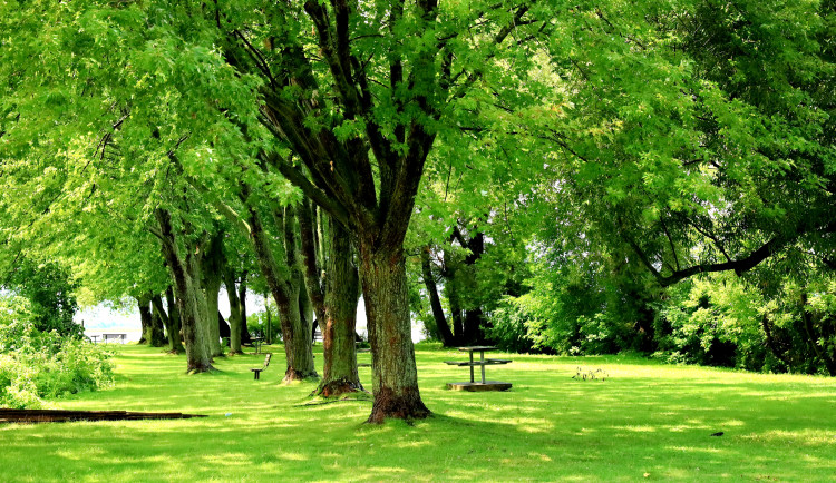 Olomoucký kraj vypsal dotaci na péči o stromy a zeleň