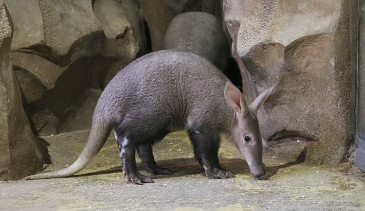 Olomoucké zoo se podařilo jako jediné v Česku odchovat mládě