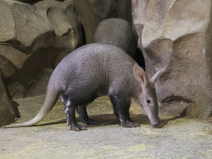 Olomoucké zoo se podařilo jako jediné v Česku odchovat mládě