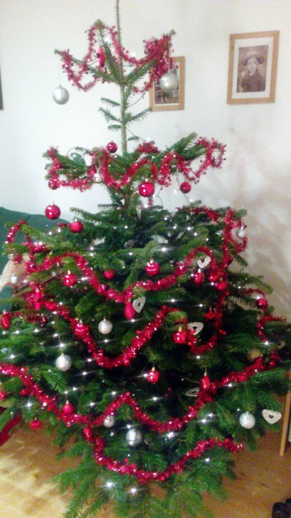 Čtenářská fotogalerie vánočních stromečků