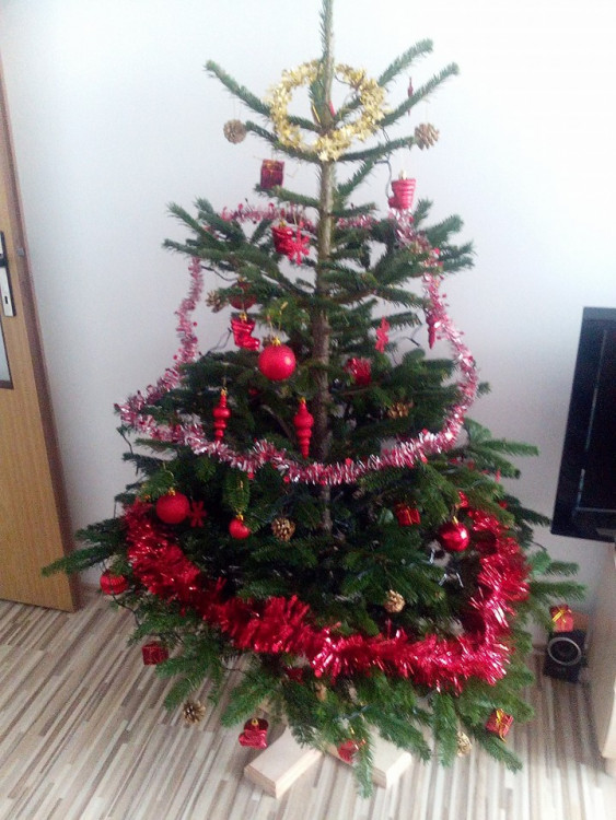 Čtenářská fotogalerie vánočních stromečků