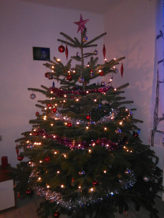 Čtenářská fotogalerie vánočních stromečků