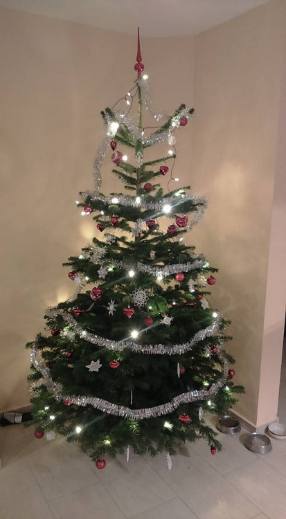 Čtenářská fotogalerie vánočních stromečků