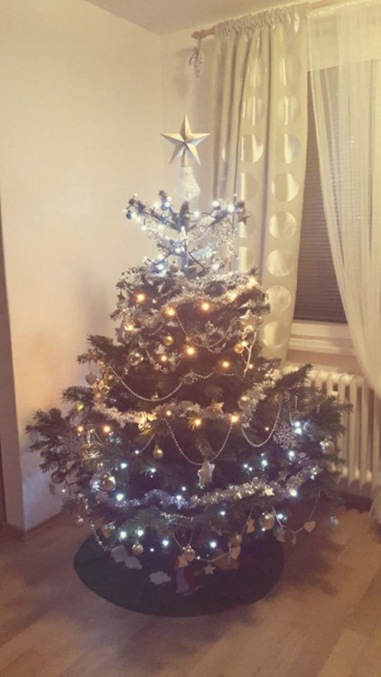 Čtenářská fotogalerie vánočních stromečků