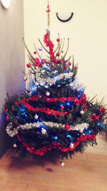 Čtenářská fotogalerie vánočních stromečků