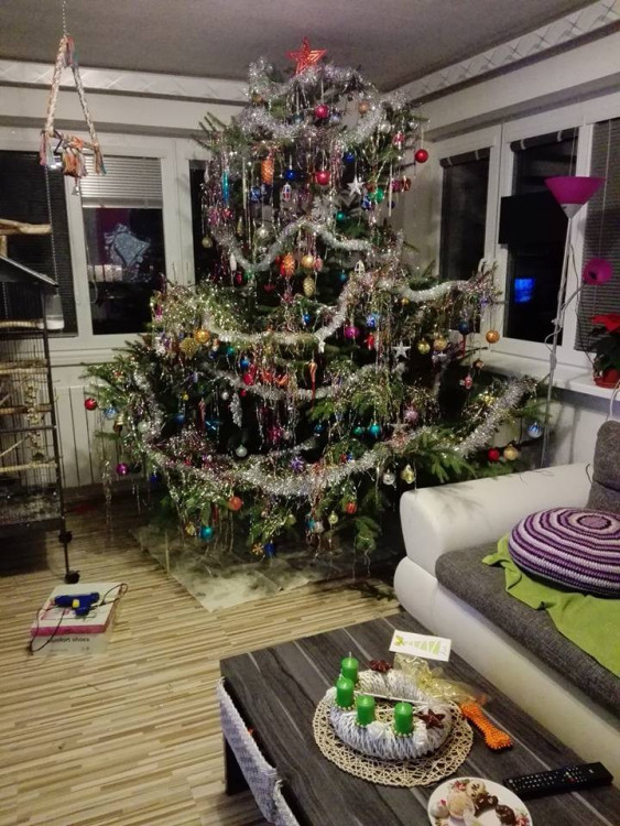 Čtenářská fotogalerie vánočních stromečků