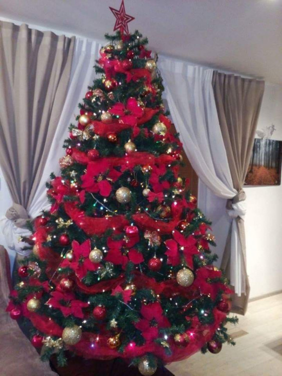 Čtenářská fotogalerie vánočních stromečků