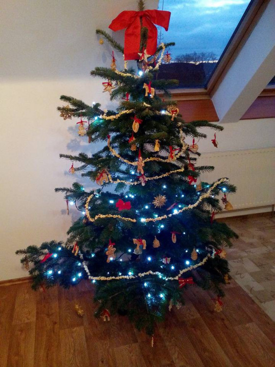 Čtenářská fotogalerie vánočních stromečků