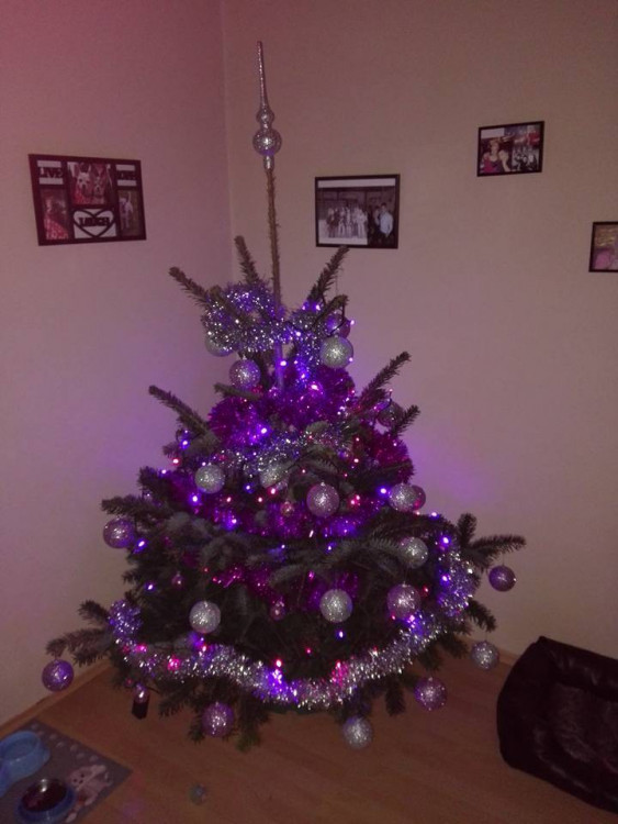 Čtenářská fotogalerie vánočních stromečků