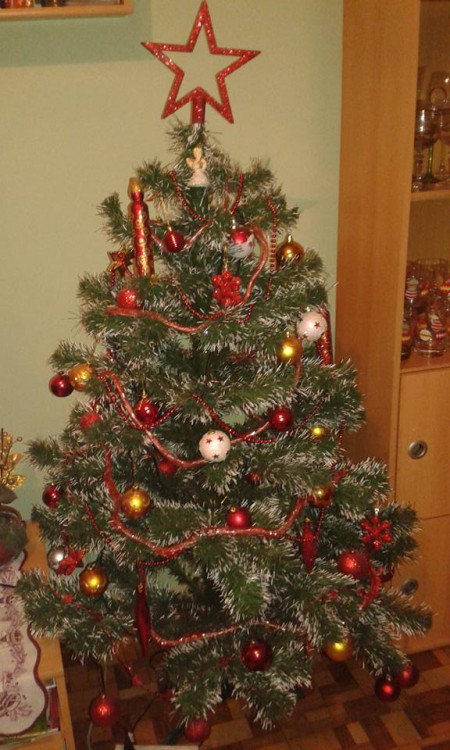 Čtenářská fotogalerie vánočních stromečků