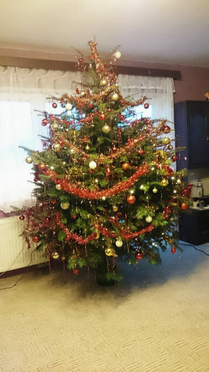 Čtenářská fotogalerie vánočních stromečků