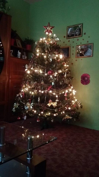 Čtenářská fotogalerie vánočních stromečků