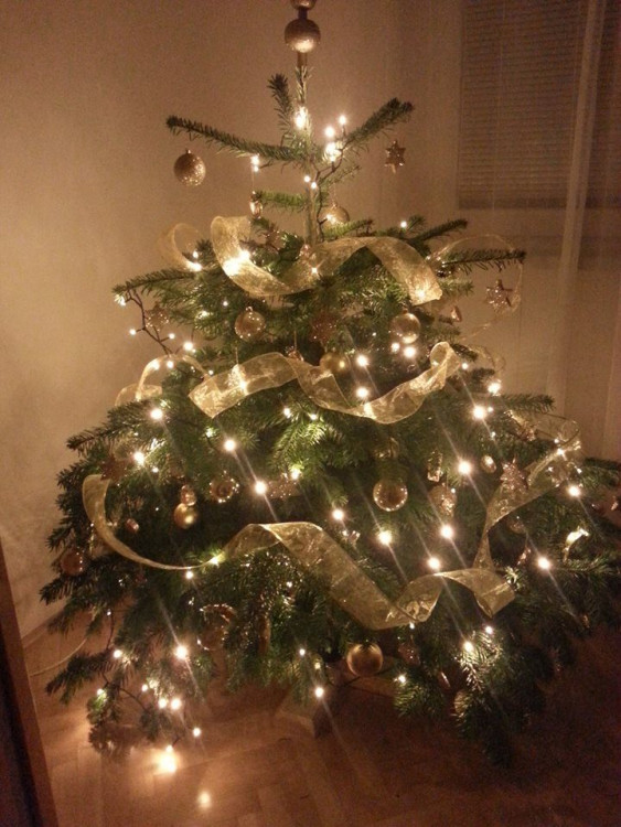 Čtenářská fotogalerie vánočních stromečků