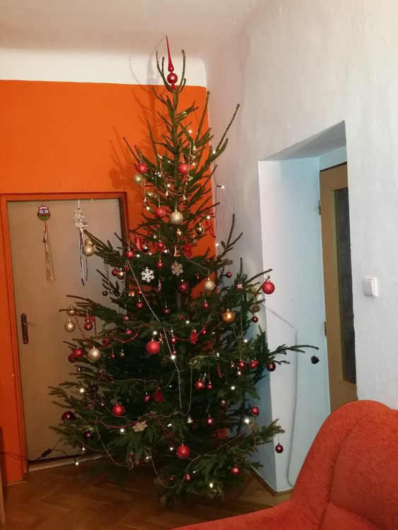 Čtenářská fotogalerie vánočních stromečků