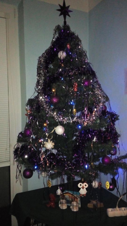 Čtenářská fotogalerie vánočních stromečků