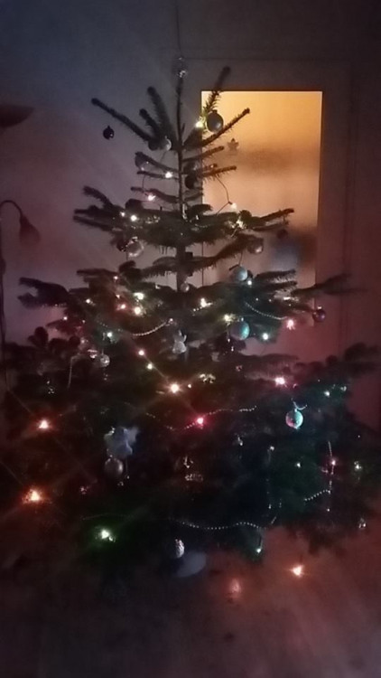 Čtenářská fotogalerie vánočních stromečků