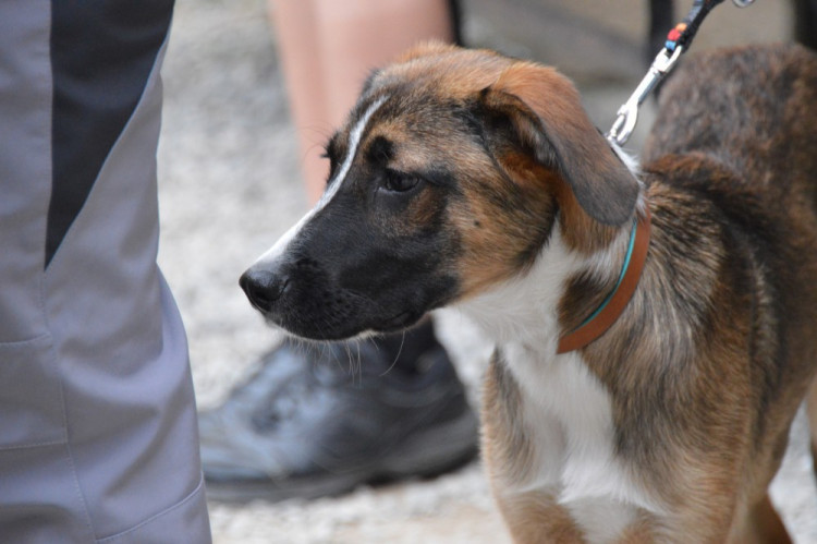 FOTOGALERIE: Na Helfštýně řinčí meče, koná se tam Festival vojenské historie