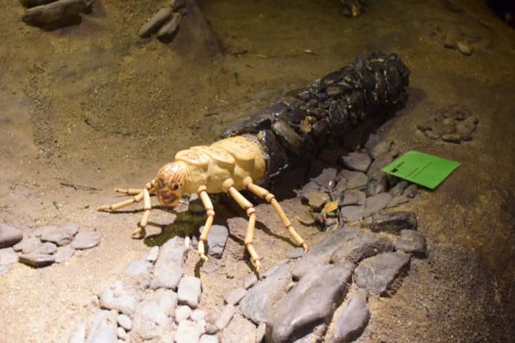 Dny mozku přilákaly první den do Pevnosti poznání stovky návštěvníků
