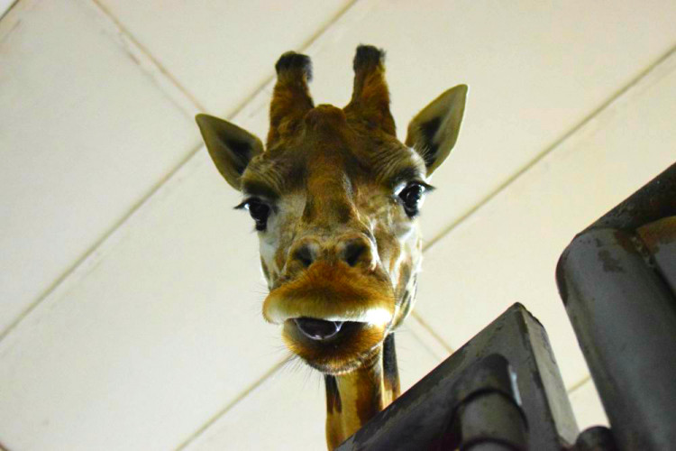 Den s ošetřovatelem: Zoo má dvě tváře. Zvířata se chovají jinak, když i my jdeme domů