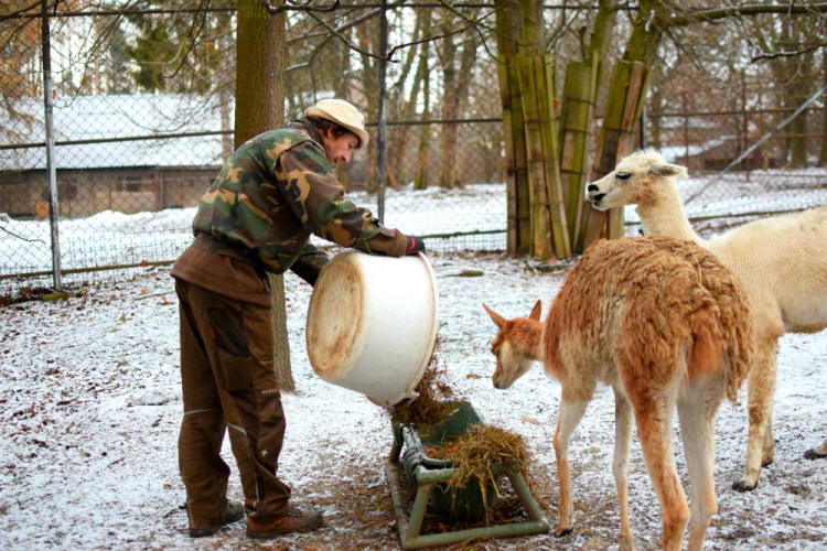 Den s ošetřovatelem: Zoo má dvě tváře. Zvířata se chovají jinak, když i my jdeme domů