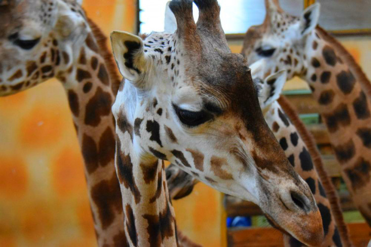 Den s ošetřovatelem: Zoo má dvě tváře. Zvířata se chovají jinak, když i my jdeme domů