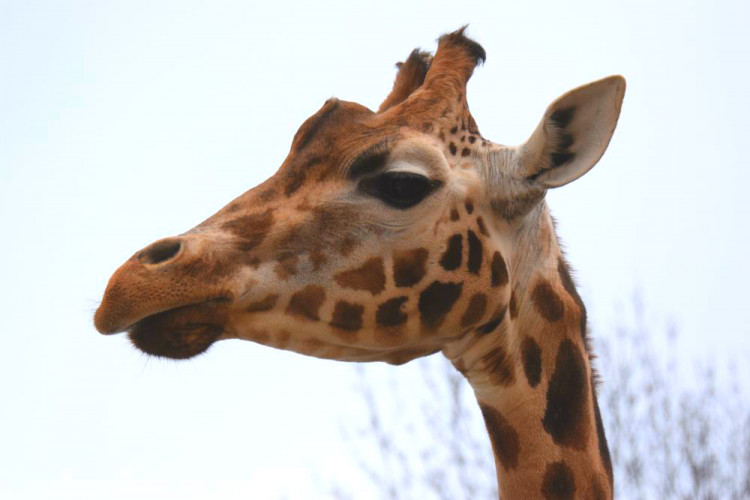 Den s ošetřovatelem: Zoo má dvě tváře. Zvířata se chovají jinak, když i my jdeme domů