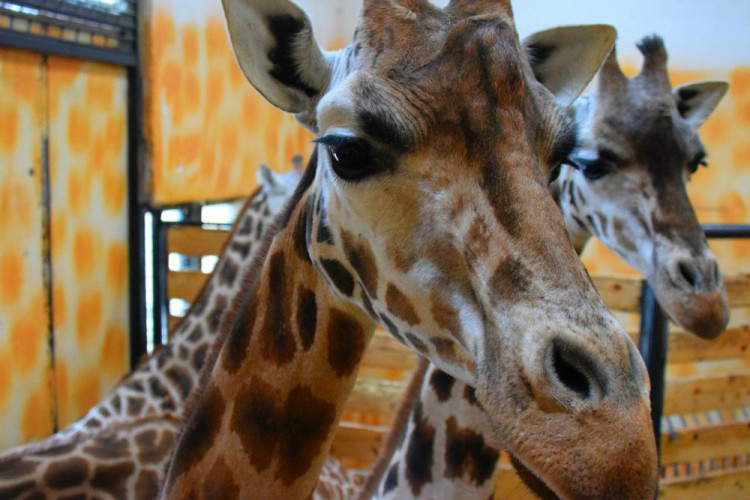 Den s ošetřovatelem: Zoo má dvě tváře. Zvířata se chovají jinak, když i my jdeme domů