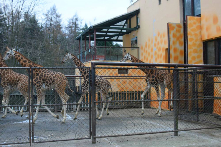 Den s ošetřovatelem: Zoo má dvě tváře. Zvířata se chovají jinak, když i my jdeme domů