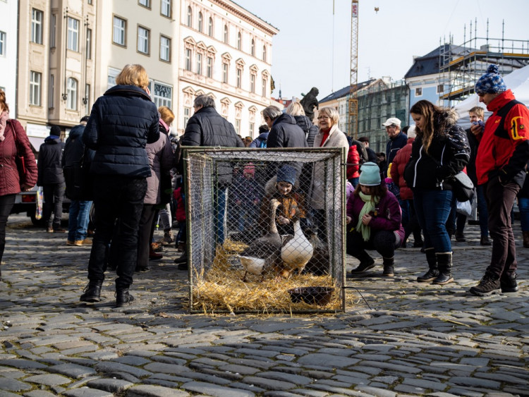 Olomoucký masopust 2020