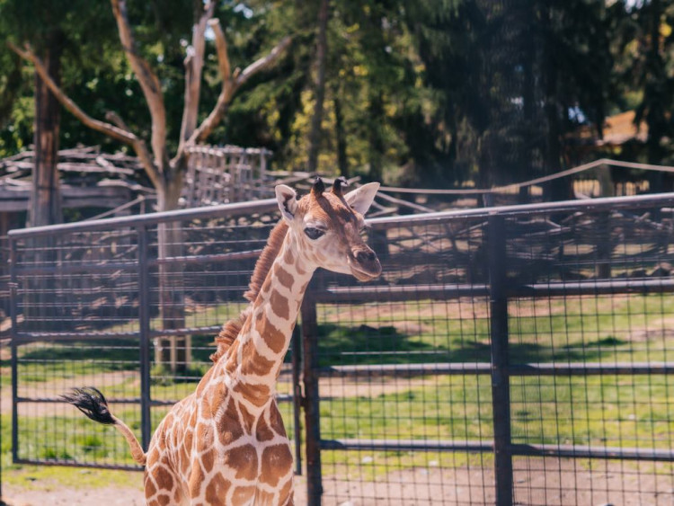 FOTOGALERIE: V olomoucké zoo se narodila žirafa. Toto jsou její první krůčky