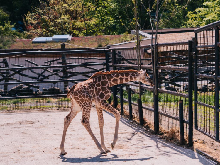 FOTOGALERIE: V olomoucké zoo se narodila žirafa. Toto jsou její první krůčky