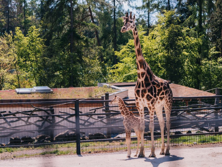 FOTOGALERIE: V olomoucké zoo se narodila žirafa. Toto jsou její první krůčky