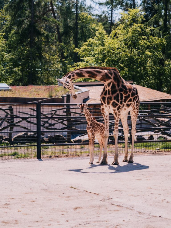 FOTOGALERIE: V olomoucké zoo se narodila žirafa. Toto jsou její první krůčky