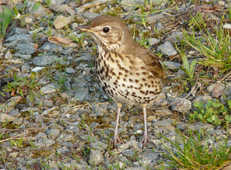 FOTOGALERIE: Jaro se hlásí